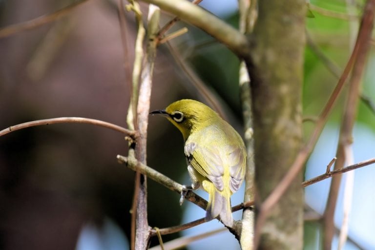 Ashy-bellied White-eye 10 juv Green Island 131221 – Birdshot Photography