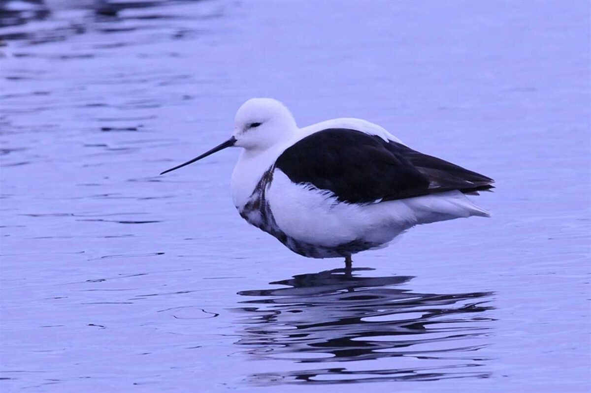 Stilt: Pied – Birdshot Photography