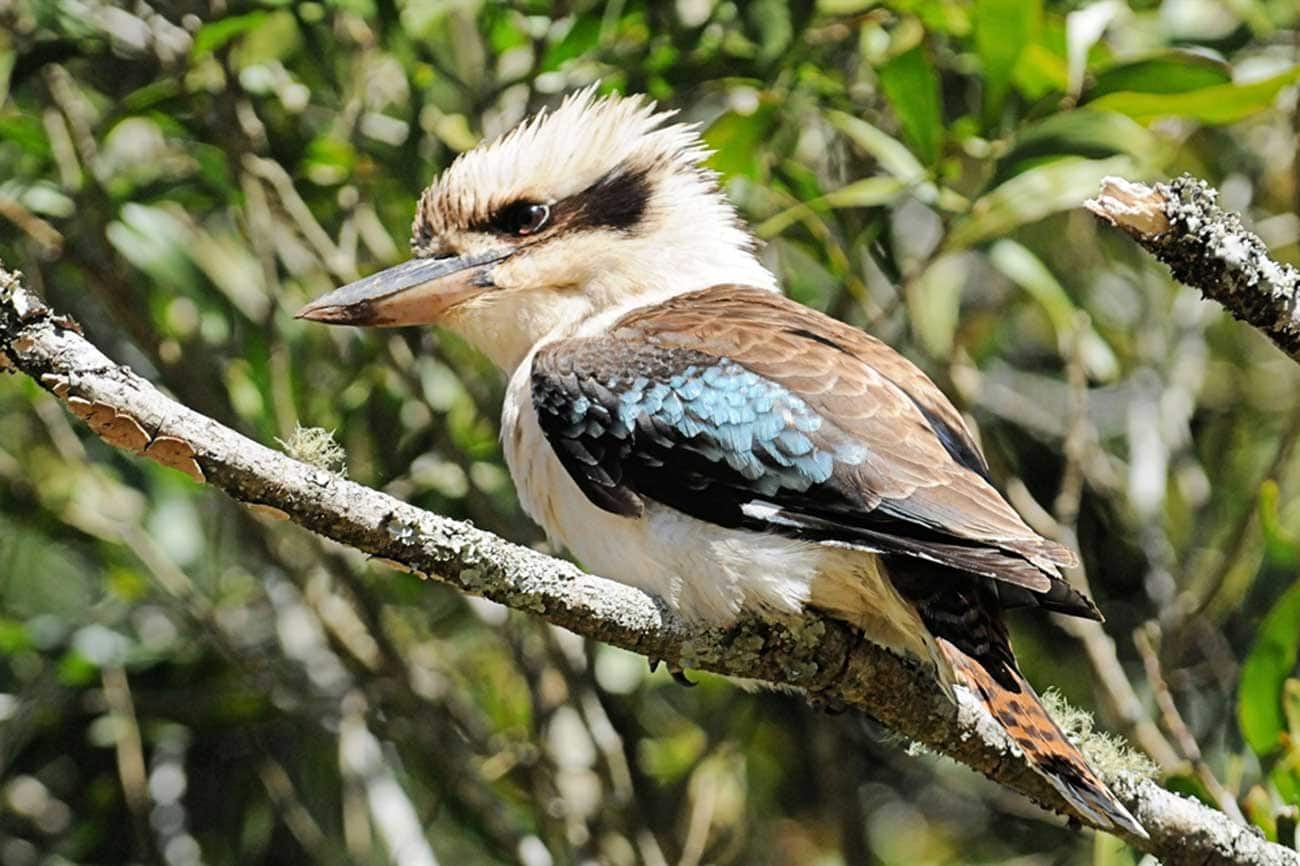 Kookaburra Laughing Birdshot Photography Kookaburra Laughing Birdshot Photography